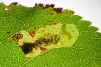 Ectoedemia spinosella
