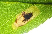 Ectoedemia spinosella