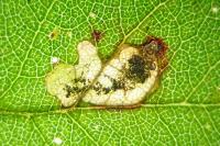 Ectoedemia spinosella