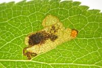 Ectoedemia spinosella