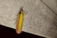 Oncocera semirubella