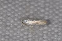 Phyllonorycter harrisella