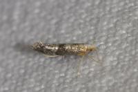 Argyresthia spinosella