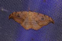 Drepana falcataria