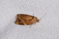 Ditula angustiorana