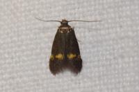 Borkhausenia minutella