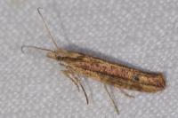 Ypsolopha ustella