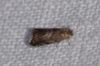 Strophedra nitidana