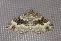 Epirrhoe alternata