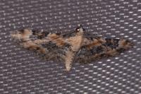 Eupithecia pulchellata