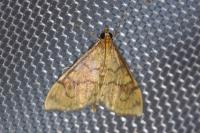 Anania verbascalis