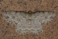 Ectropis crepuscularia