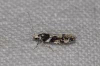 Parachronistis albiceps