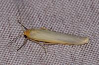 Eilema caniola
