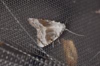 Meganola albula