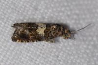Epiblema costipunctana