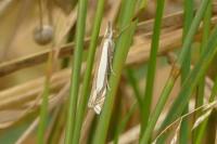 Crambus pascuella