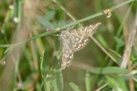 Euclidia mi