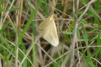 Rhodometra sacraria