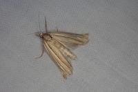 Ancylolomia tentaculella