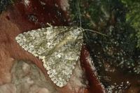Acronicta rumicis