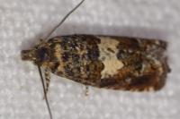 Epiblema costipunctana