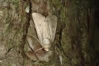 Amphipyra tragopoginis