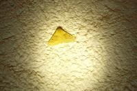 Crocallis elinguaria