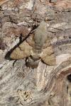 Macroglossum stellatarum