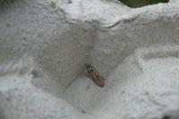 Agonopterix yeatiana