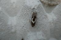 Epiblema foenella