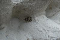 Eudonia mercurella