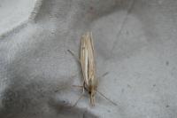 Ancylolomia tentaculella