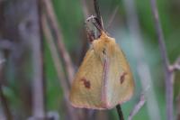 Diacrisia sannio