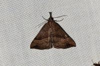 Hypena proboscidalis