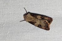 Agrotis puta