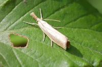 Agriphila straminella