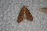 Parapoynx stratiotata