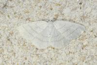 Cabera pusaria
