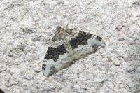 Epirrhoe galiata