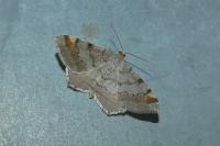 Macaria liturata