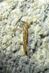 Pyroderces argyrogrammos
