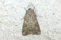 Anarta trifolii