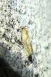 Eucosma conterminana