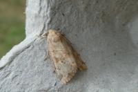 Cosmia trapezina