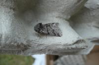Thaumetopoea pityocampa