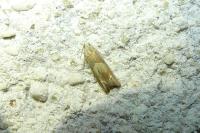 Eucosma conterminana