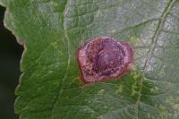 Leucoptera malifoliella