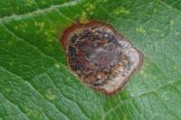 Leucoptera malifoliella