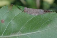 Callisto denticulella